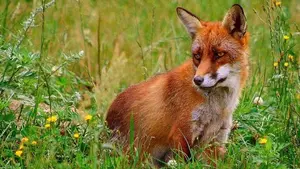 "Se podrá matar de forma más barata": denuncian que Navarra descatalogará 86 especies animales protegidas