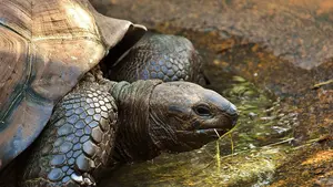 La Universidad de Navarra participa en un programa contra las especies exóticas invasoras