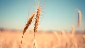 Agricultores navarros reciben formaci&oacute;n ante las enfermedades que afectan a los cereales