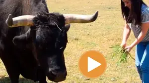 La candidata de Pacma confunde dar de comer a un buey con un toro bravo y las redes se ríen de ella