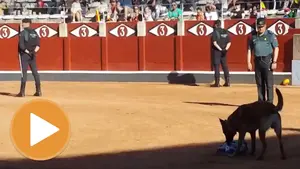 Perros policía, rescates y explosivos: la Guardia Civil prepara una exhibición en la Plaza de Toros de Pamplona