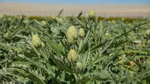 Fiesta, miles de pinchos y talleres infantiles: la alcachofa reina en Tudela en la Semana de las Verduras