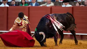 Rotundo triunfo de Roca Rey con un toro de Cuvillo en Sevilla: dos orejas y petición de rabo