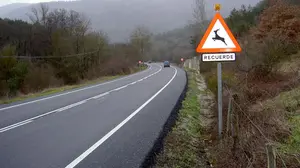 Más de 500 atropellos animales se registran al año en Navarra: reclaman soluciones en carretera