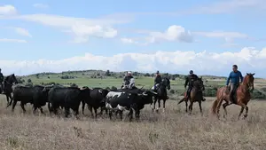 El arte del caballo llega a Arróniz con fuerza para "que no se pierda la costumbre de la trashumancia"