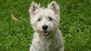 Una empresa de paquetería propone a sus empleados trabajar toda la jornada laboral junto a sus mascotas