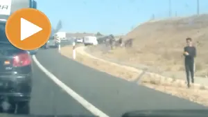 Encierro improvisado en la autopista: unos mansos escapan al volcar el cami&oacute;n que les transportaba
