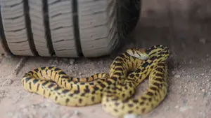 Sorpresa en un control de drogas en Navarra: encuentran una serpiente protegida en el interior de un vehículo