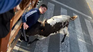 Angustioso momento en Orcoyen: la secuencia de la cogida de una vaca a un joven en las fiestas de la localidad