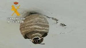 Descubre un nido de avispa asiática en Oroz Betelu y avisa a la Guardia Civil: "No sé qué hacer ni a quién llamar"