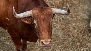 Los toros del 7 de julio, en los corrales del Gas: as&iacute; son los astados del Puerto de San Lorenzo