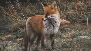 Se abre la veda: aprueban la próxima campaña de caza en Navarra con dos importantes novedades