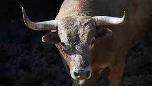 Los toros de las figuras, en los corrales del Gas: los de Núñez del Cuvillo son los más variados de capas