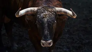 Debutan en San Fermín: los toros de La Palmosilla para el 13 de julio se estrenan en los corrales del Gas