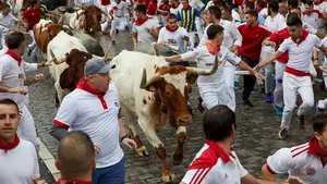 La corredores se hartan de los cabestros del encierro: "Es imposible coger toro, son como galgos"