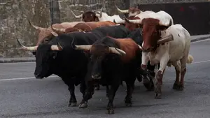 El recorrido más intimo: los toros Núñez de Cuvillo han sido trasladados en el encierrillo de San Fermín