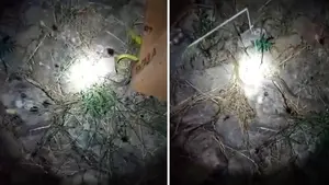 Los bomberos retiran una serpiente hallada en una zona urbanizada de Mendigorría