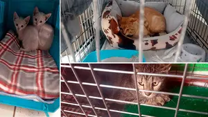 Se busca hogar para más de una veintena de gatos que moraban en un antiguo convento de Pamplona