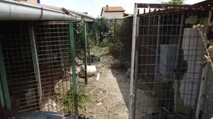 Terrible maltrato: la policía investiga la muerte de 16 perros abandonados en jaulas en una finca de Tudela