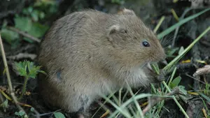 Nuevos vecinos: detectan una colonia de 'ratas de agua' en el entorno del lago de Mendillorri