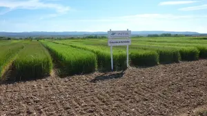 Se registran récords de producción agrícola este año en Navarra con el trigo y la cebada como productos estrella