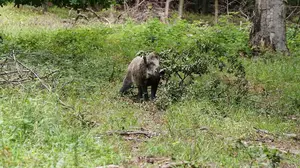 Herido grave un cazador tras ser atacado por un jabalí en un monte navarro