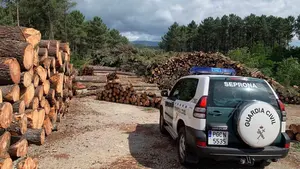 Vendían madera infectada en Navarra: 1 detenido y 14 investigados por expandir una peligrosa enfermedad para los pinos