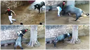 La terrible cogida en el tercer encierro de Tafalla: un mozo recibe dos cornadas en el callej&oacute;n de acceso a la plaza