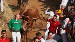 Multitudinario séptimo encierro del Pilón: las vacas de Eulogio Mateo esprintan y dejan seis heridos