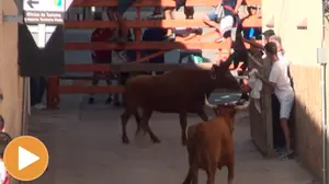 Se deja parte del escroto enganchado en el burladero tras ser corneado por una vaca en Falces