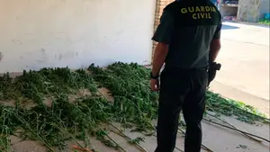 Con las manos en el huerto ilegal: sorprenden a un vecino de Peralta mientras recogía marihuana