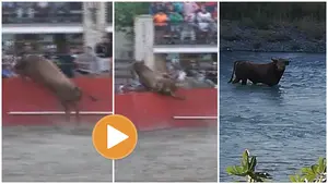 Un toro salta el vallado en Caparroso y huye por las calles del pueblo: un herido y momentos de pánico