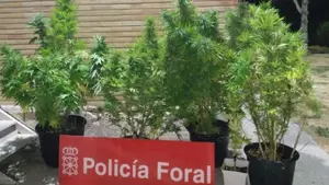 Un plantación a la vista de todos: la Policía Foral incauta marihuana en un balcón de la merindad de Sangüesa
