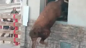 Susto monumental en las fiestas de Milagro al encaramarse un toro a una ventana para entrar en una casa