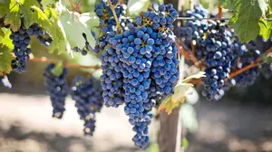 La bodega navarra que transforma los granos de uva en complementos farmacéuticos