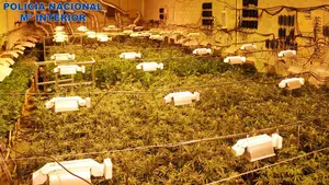 Así ha sido el dispositivo de la Policía Nacional para acabar con una macro plantación en una nave de Pamplona