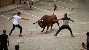 Una jornada espectacular: la peña "Lodosa por el toro" celebra sus 10 años con la suelta de tres toros