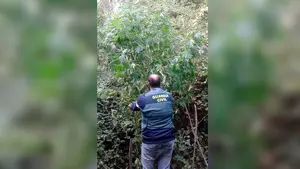 Incautan en los terrenos públicos de tres localidades navarras diez plantas de marihuana