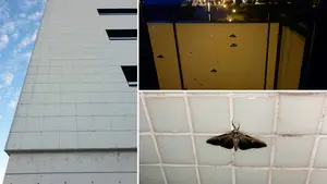 Una plaga de insectos asiáticos afecta a Navarra: así son las molestas polillas que se cuelan por todos los rincones