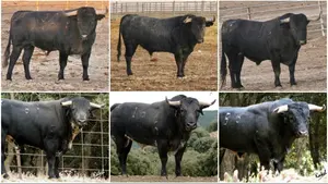 Corella acoge este domingo un espectacular desafío ganadero con toros de Victorino Martín y Los Maños