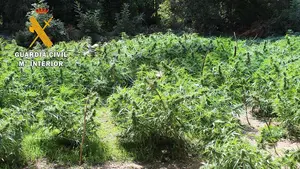 Desmantelan una organización que distribuía droga por varios países europeos: detenidas dos personas en Pamplona