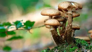 5 recetas con setas en Navarra que no pueden faltar esta temporada