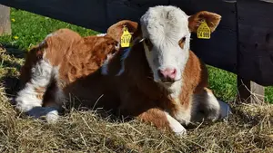 Navarra impulsa dos nuevos proyectos para atraer trabajo a las montañas forales