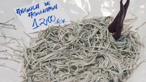 Navarra participa en la detenci&oacute;n de 16 personas por tr&aacute;fico ilegal de 400 kg de angulas valoradas en 600.000 &euro;