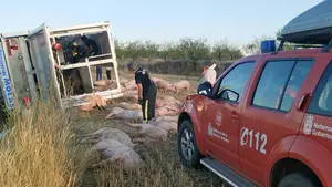 Decenas de cerdos muertos al salirse de la vía el camión que los transportaba en Cintruénigo