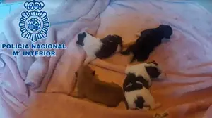 Metió a cuatro cachorros de perro en el congelador: detenida una mujer por tratar de matar a los animales