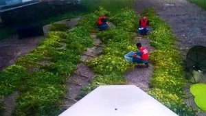 Un bosque en Lesaka: detienen a dos jóvenes que tenían hasta 120 plantas de marihuana en un caserío