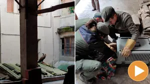 Rescatan en Estella a un buitre que se había caído al patio de una vivienda: así lo han liberado