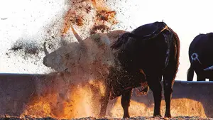 El libro sobre toros que emociona: el pamplonés Gorka Azpilicueta recoge en imágenes la vida y la muerte del toro bravo