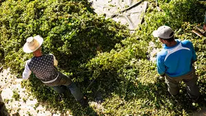 Una famosa marca elabora una de sus cervezas con l&uacute;pulo procedente de una vi&ntilde;a centenaria de Olite